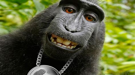 images of monkeys funny|funny monkey background.